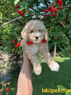 Show Güzellikte Toy Poodle Yavrular 2