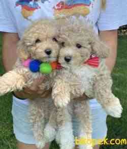 Show Güzellikte Toy Poodle Yavrular 3
