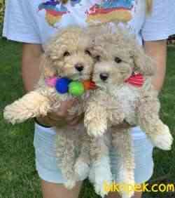 Show Güzellikte Toy Poodle Yavrular 1