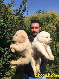 SHOW KALİTE BABY FACE GOLDEN RETRİEVER YAVRULAR 3