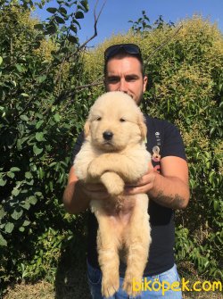 SHOW KALİTE BABY FACE GOLDEN RETRİEVER YAVRULAR 1