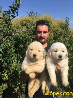 SHOW KALİTE BABY FACE GOLDEN RETRİEVER YAVRULAR 5