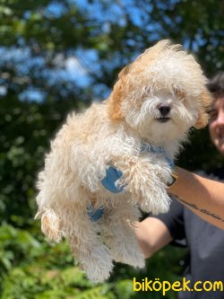 SHOW KALITE BEBEK SURAT MALTIPOO ERKEK 3