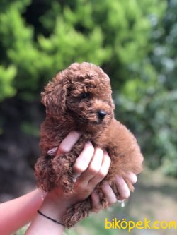 SHOW KALITE BEBEK SURAT POODLE YAVRULAR 2