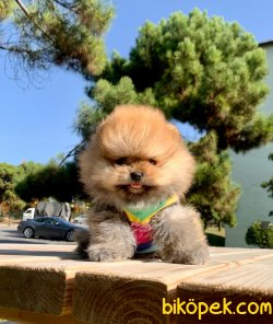 Show Kalite Boo Pomeranian Yavrular 1