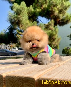 Show Kalite Boo Pomeranian Yavrular 3