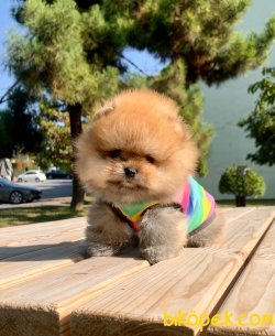 Show Kalite Boo Pomeranian Yavrular 4