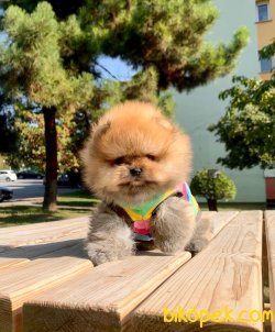 Show Kalite Boo Pomeranian Yavrular 2