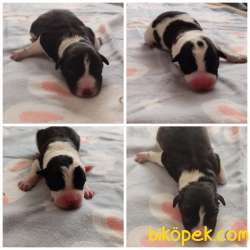 Show Kalite Border Collie Yavrularım 2