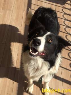 Show Kalite Border Collie Yavrularım 3