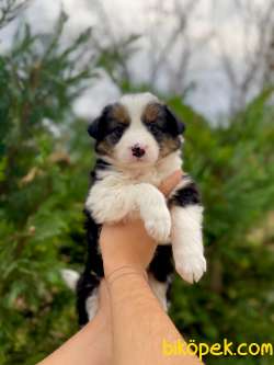 SHOW KALITE BORDER COLLIE YAVRULARIMIZ 2