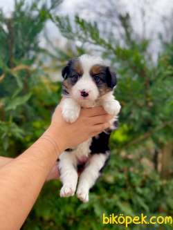 SHOW KALITE BORDER COLLIE YAVRULARIMIZ 1