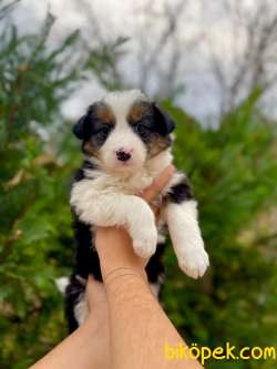 SHOW KALITE BORDER COLLIE YAVRULARIMIZ 3
