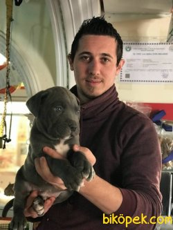 Show Kalite Cane Corso Yavruları 2