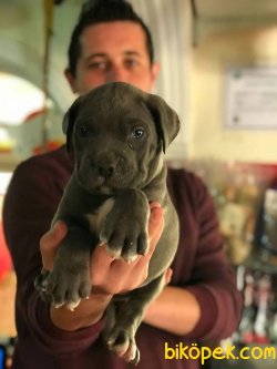 Show Kalite Cane Corso Yavruları 3