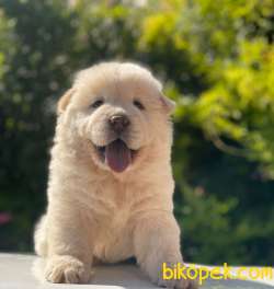 SHOW KALİTE CHOW CHOW YAVRULAR 1