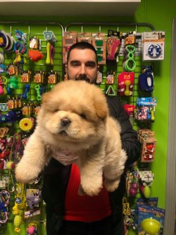 SHOW KALİTE CHOW CHOW YAVRULARI 4