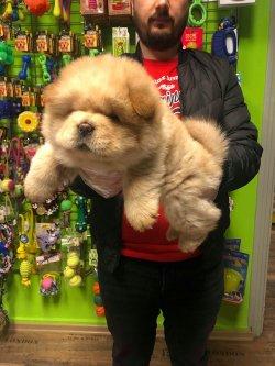 SHOW KALİTE CHOW CHOW YAVRULARI 3