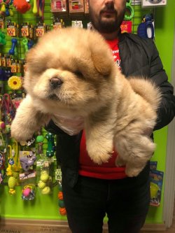 SHOW KALİTE CHOW CHOW YAVRULARI 1