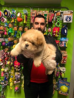 SHOW KALİTE CHOW CHOW YAVRULARI 2