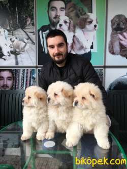 SHOW KALİTE CHOW CHOW YAVRULARIMIZ 3