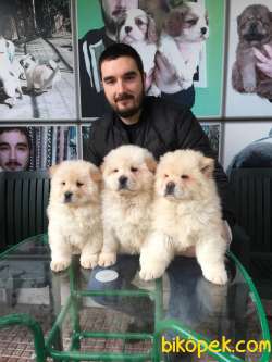 SHOW KALİTE CHOW CHOW YAVRULARIMIZ 5