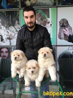 SHOW KALİTE CHOW CHOW YAVRULARIMIZ