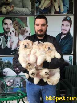 SHOW KALİTE CHOW CHOW YAVRULARIMIZ 2