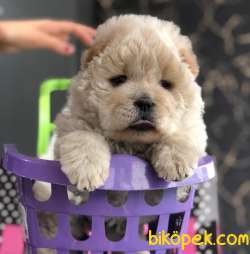 Show Kalite Dişi Chowchow Yavrum 1
