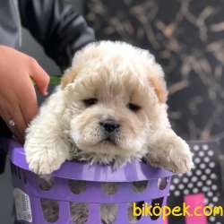 Show Kalite Dişi Chowchow Yavrum 3