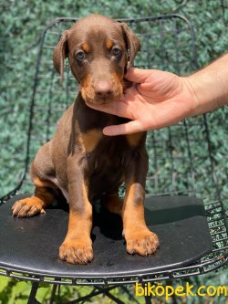 SHOW KALITE DOBERMAN YAVRULAR 1
