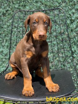 SHOW KALITE DOBERMAN YAVRULAR 2