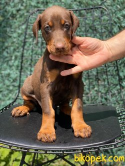 SHOW KALITE DOBERMAN YAVRULAR 3