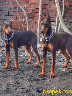 Show Kalite Doberman Yavrular 5
