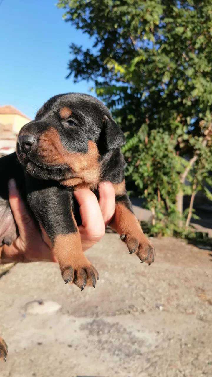 Show Kalite Doberman Yavrular 2