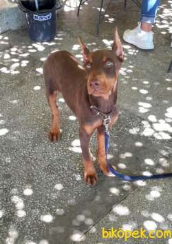 Show Kalite Doberman Yavrular 4