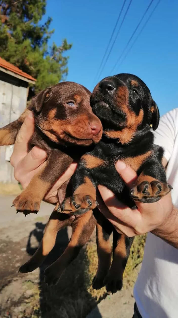 Show Kalite Doberman Yavrular 1