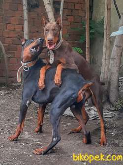 Show Kalite Doberman Yavrular 3