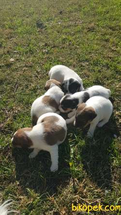 Show Kalite Fırlama Jack Russel Terrier Yavruları 5