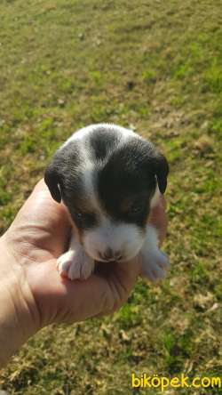 Show Kalite Fırlama Jack Russel Terrier Yavruları 2