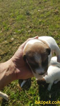 Show Kalite Fırlama Jack Russel Terrier Yavruları 3