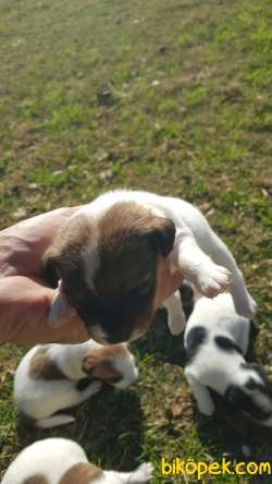 Show Kalite Fırlama Jack Russel Terrier Yavruları 4