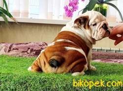 Show Kalite Ingiliz Bulldog Yavrularimiz 2