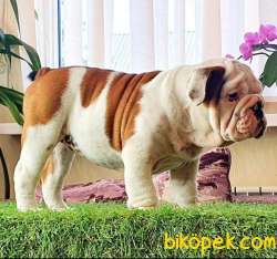 Show Kalite Ingiliz Bulldog Yavrularimiz 3