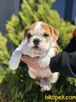 SHOW KALİTE İNGİLİZ BULLDOG YAVRUMUZ 4