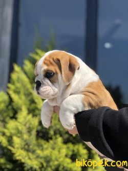 SHOW KALİTE İNGİLİZ BULLDOG YAVRUMUZ 3