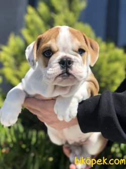 SHOW KALİTE İNGİLİZ BULLDOG YAVRUMUZ 1