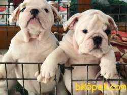 SHOW KALİTE İNGİLİZ BULLDOG YAVRUMUZ 1