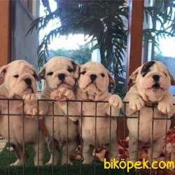 SHOW KALİTE İNGİLİZ BULLDOG YAVRUMUZ 4