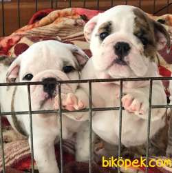 SHOW KALİTE İNGİLİZ BULLDOG YAVRUMUZ 3